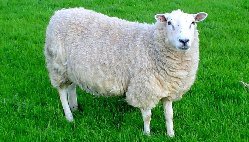 Australian Sheep Drops 89 Pounds’ Worth Of Wool