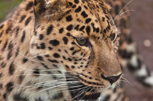 British Man Charged After Trying To Sell Leopard And Bear Parts From Home