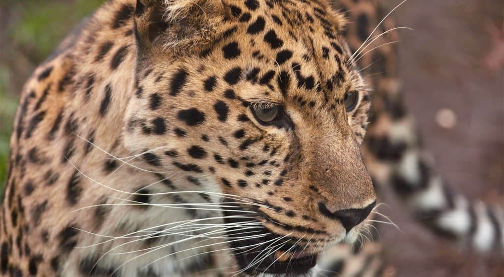 British Man Charged After Trying To Sell Leopard And Bear Parts From Home