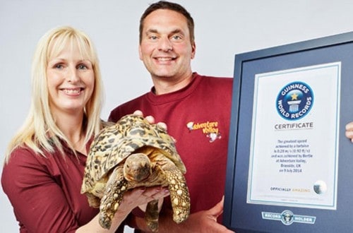 British Tortoise Sets New Speed World Record
