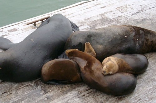 California Beaches Poisoned By Visiting Sea Lions