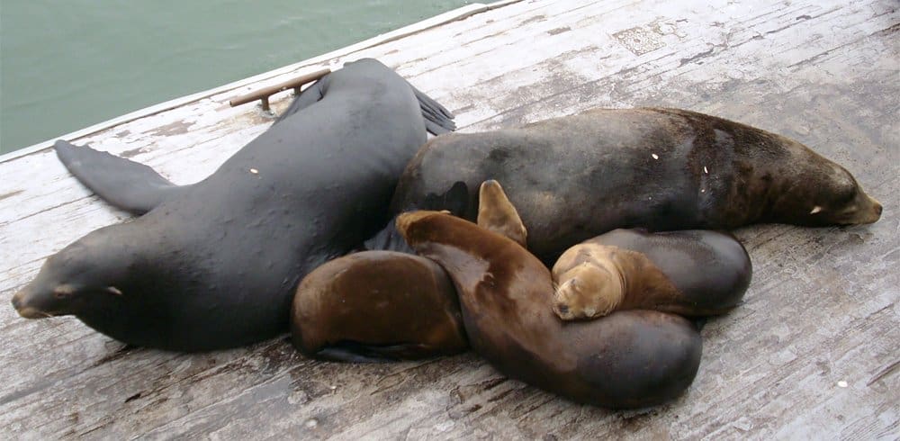 California Beaches Poisoned By Visiting Sea Lions