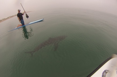 California Will Be Using Drones To Track Sharks Invading Beaches