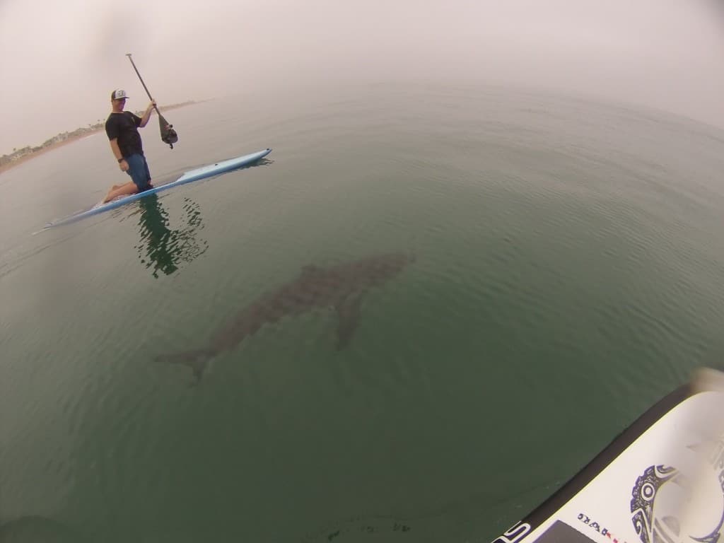 California Will Be Using Drones To Track Sharks Invading Beaches