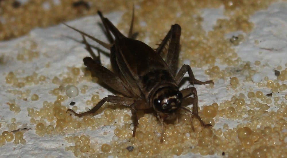 Central Texas Swarmed By Mating Crickets