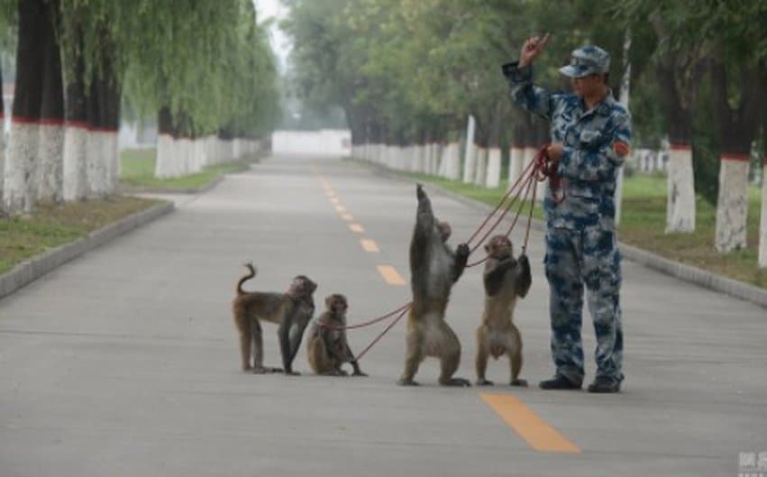 Chinese Military Training Monkeys To Destroy Bird Nests