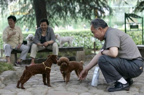 Chinese Officials Claim They Will Beat Dogs To Death