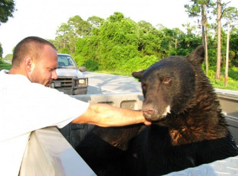 Courageous Man Saves Black Bear From Drowning