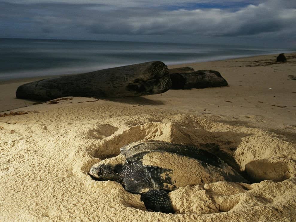 Crazed Tourists Are Preventing Sea Turtles From Nesting
