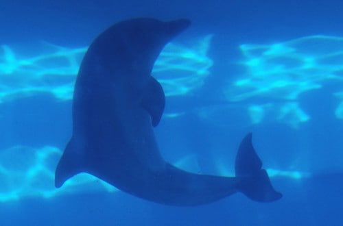 Dolphins May Share A Unique Psychic Link