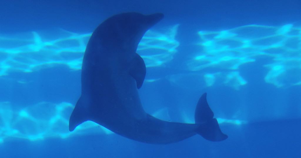 Dolphins May Share A Unique Psychic Link