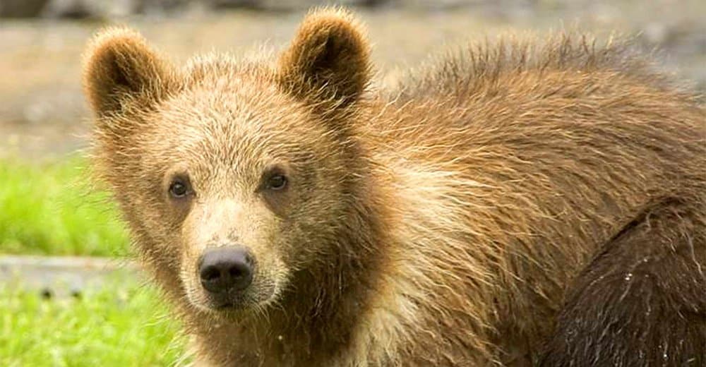 Dozens Of Hungry Bears Invade Russian Town