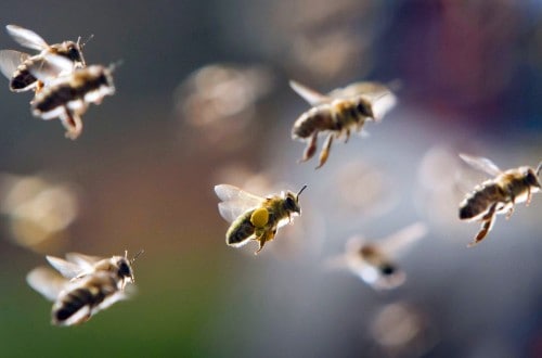 Drivers Attacked By Swarms Of Bees After Motorway Crash