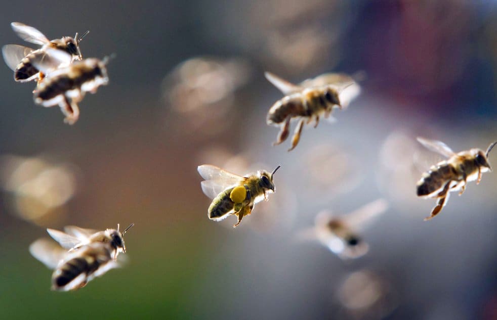 Drivers Attacked By Swarms Of Bees After Motorway Crash