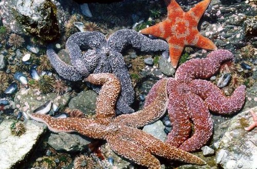 Drone Battles Starfish To Save The Great Barrier Reef