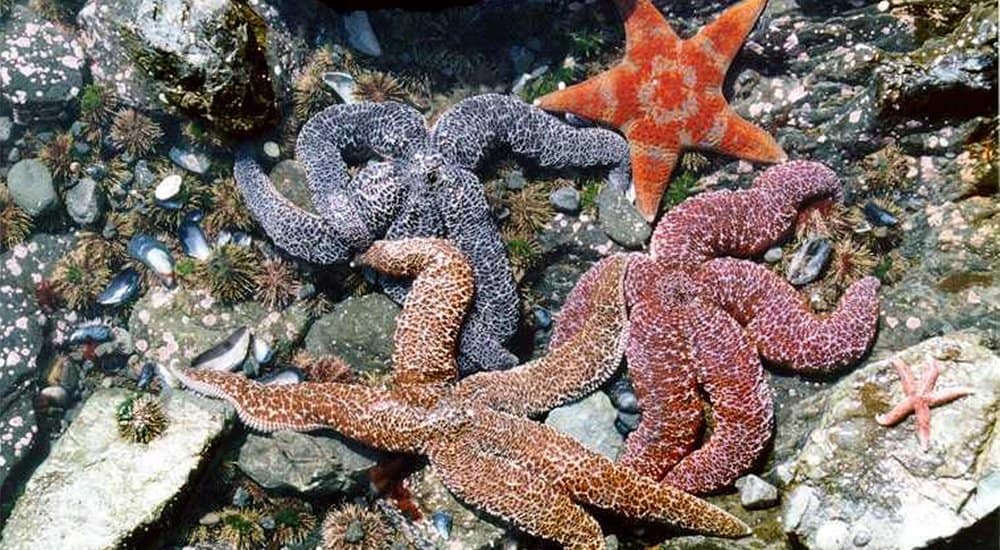Drone Battles Starfish To Save The Great Barrier Reef