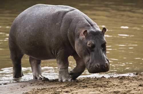 Drunken Man Claims To Have Been Assaulted By Hippopotamus
