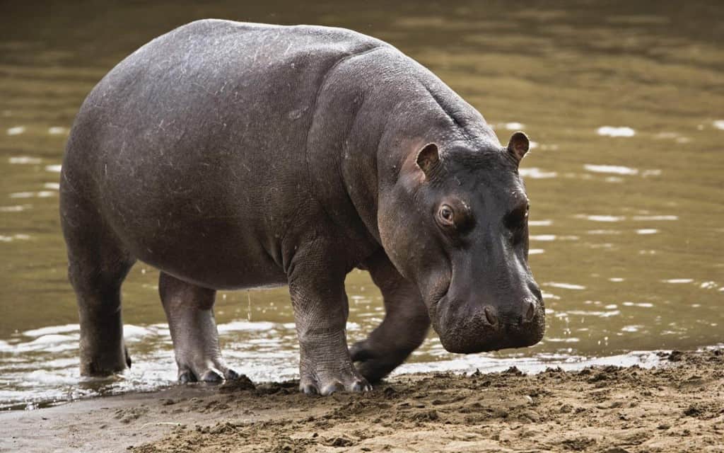 Drunken Man Claims To Have Been Assaulted By Hippopotamus