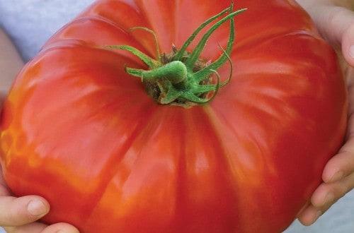 Flower Show Uses DNA Testing For Gigantomo Tomato Contest