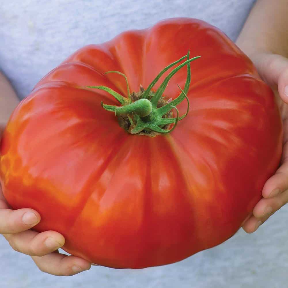 Flower Show Uses DNA Testing For Gigantomo Tomato Contest