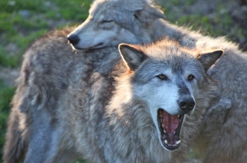 French Farmers Kidnap Park Chiefs Due To Wolf Attacks