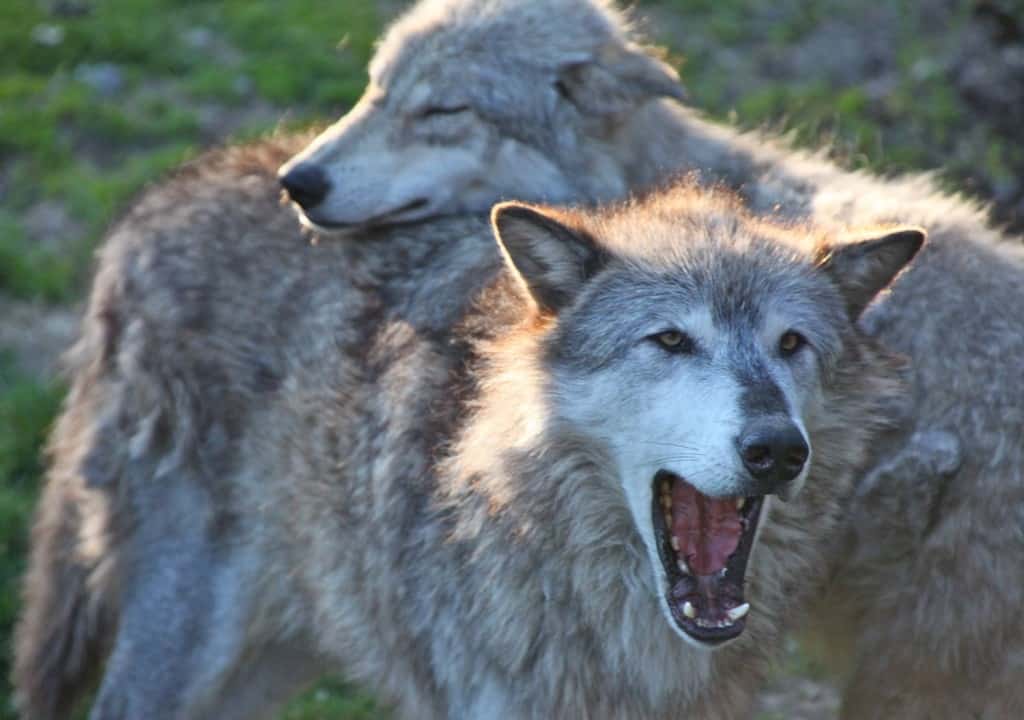 French Farmers Kidnap Park Chiefs Due To Wolf Attacks