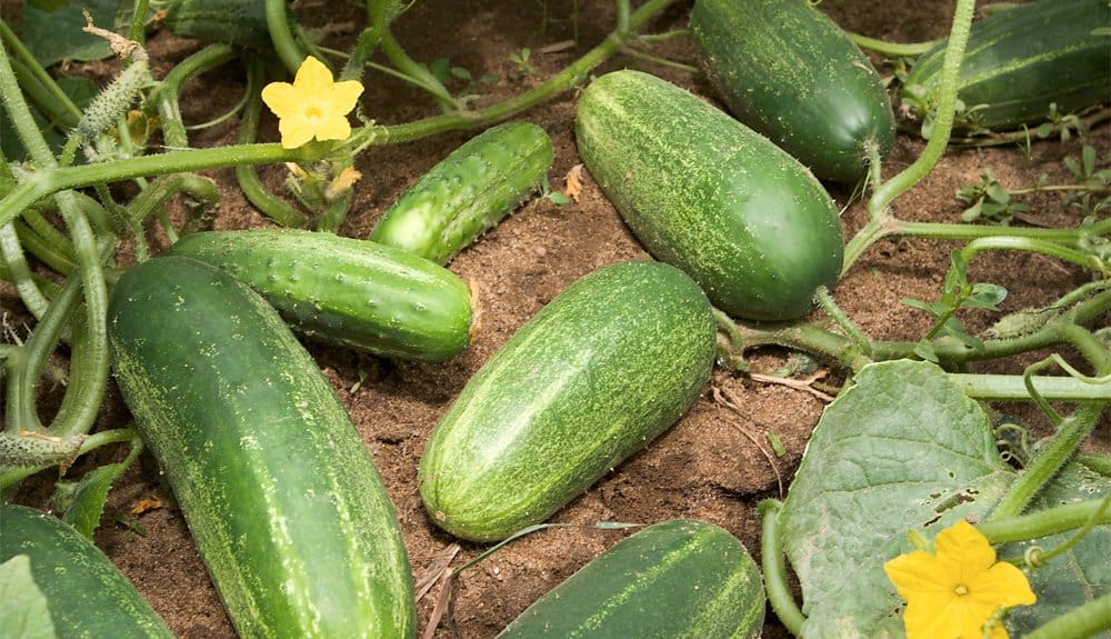 Gardener Accidentally Grows The World’s Longest Cucumber