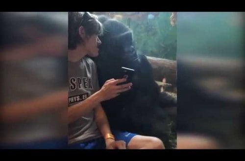 Gorilla In Zoo Entranced By Photos And Poses For A Selfie