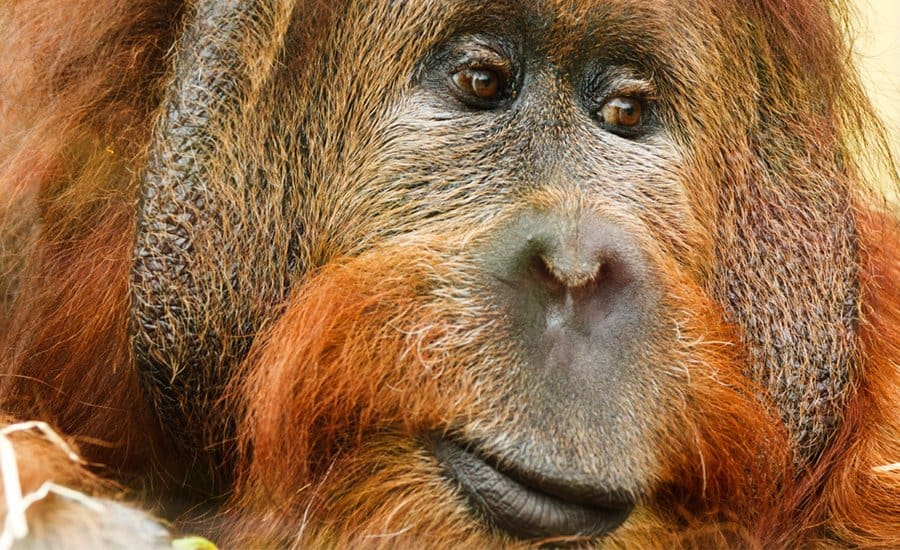 Herbivorous Orangutan Breed Caught Eating Meat
