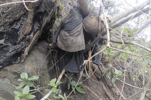 Human Skeleton Found Hanging From Roots Of Toppled Tree