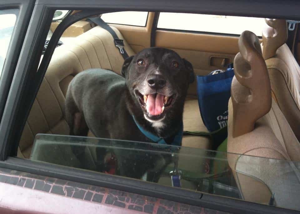 Humane Society Forgot Dog In Sweltering Vehicle