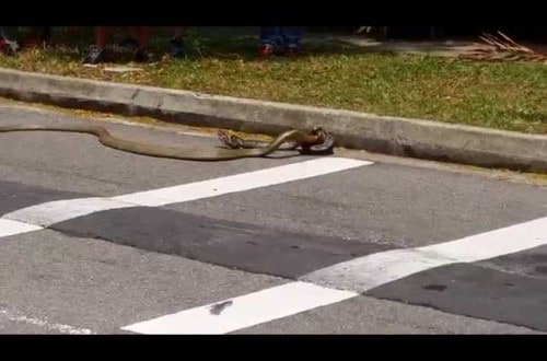 Incredible Snake Battle Caught On Camera