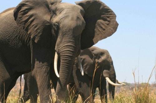 Injured Elephants Travel Across Kenya To Find Wildlife Preserve For Treatment