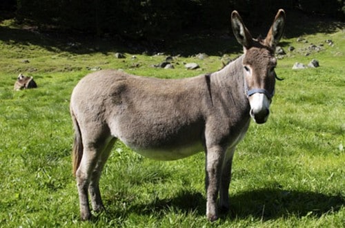 Man Blames Out Of Control Genitals For Having Sex With A Donkey