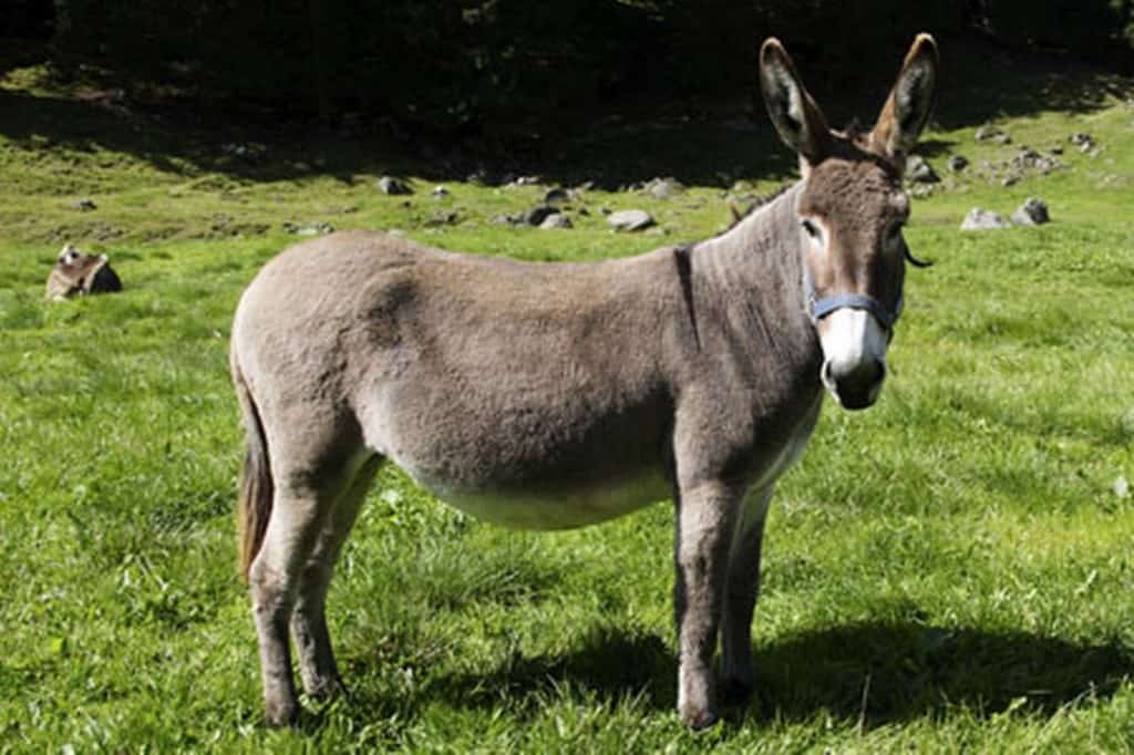 Man Blames Out Of Control Genitals For Having Sex With A Donkey