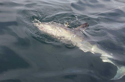 Man Catches Eight-Foot Shark Off The Coast Of Sunderland