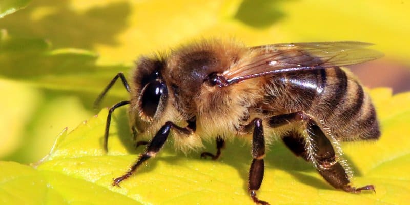 Man Wins Science Award By Getting Stung By Bees Everyday