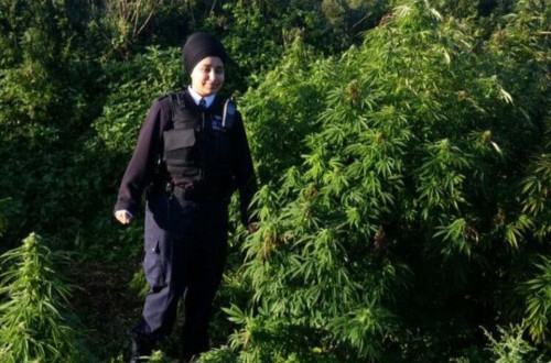 Massive Cannabis Forest Found In London