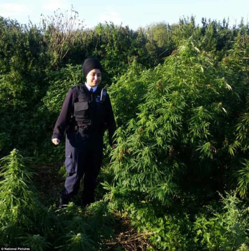 Massive Cannabis Forest Found In London