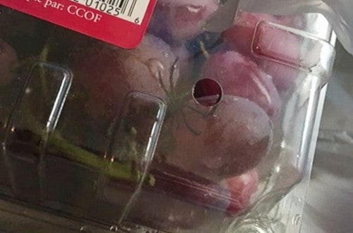 Michigan Woman Finds A Black Widow Spider In Her Package Of Grapes