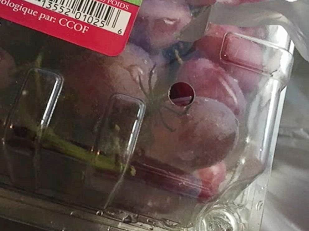 Michigan Woman Finds A Black Widow Spider In Her Package Of Grapes