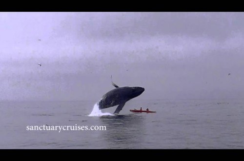 Mighty Humpback Whale Launches Itself Atop Kayakers