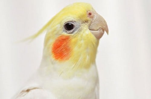 Millionaire Leaves $100,000 In Her Will To Her 32 Cockatiels