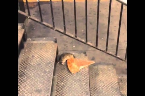 New York City Rat Takes Pizza Home For Dinner