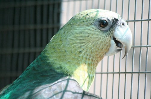 Parrot Summoned By Police For Shouting Obscenities