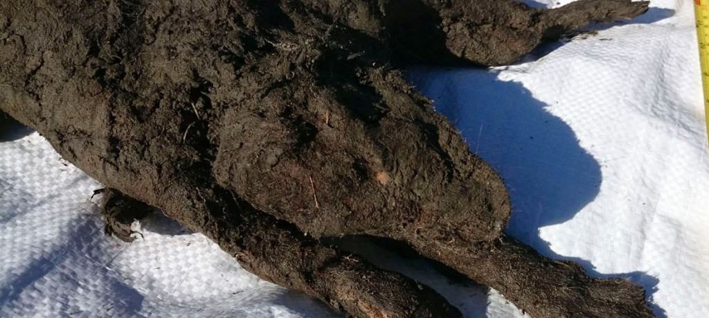 Perfectly Preserved Puppy Found Buried In Serbian Permafrost