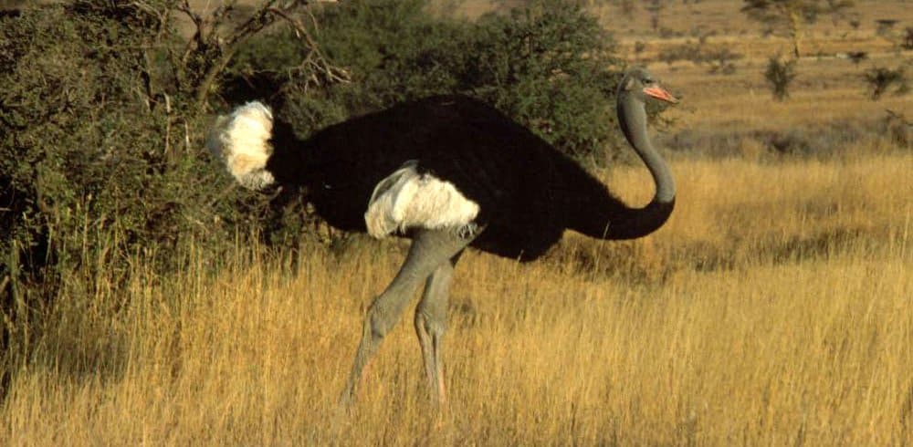 Pet Ostrich Thinks And Acts Like A Dog