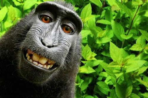 PETA Suing To Give Copyright To The Macaque Who Took Selfies