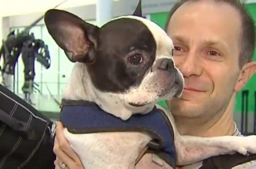 Pilot Diverts Flight To Save Dog From Freezing To Death