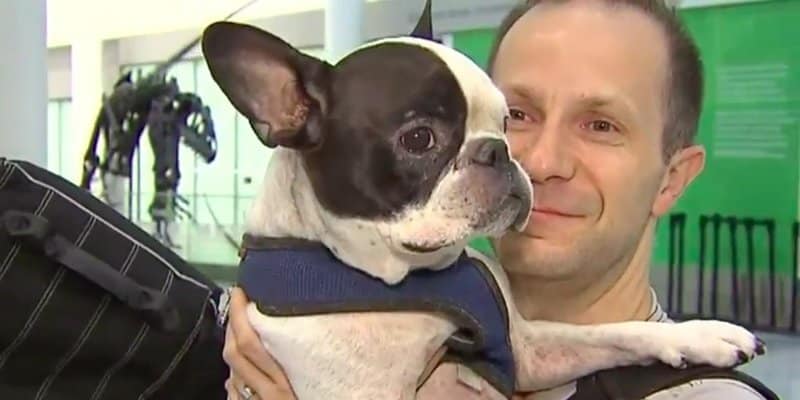Pilot Diverts Flight To Save Dog From Freezing To Death